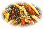 Maize Image
